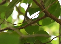 Phylloscopus proregulus