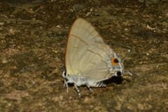 Hypolycaena erylus