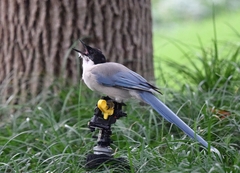 Cyanopica cyanus