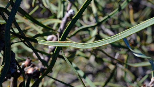 Hakea pycnoneura, photograph 4