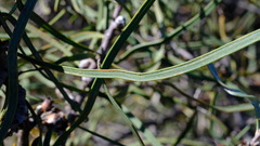 Hakea pycnoneura, photograph (c) Peter Crowcroft, some rights reserved (CC BY)