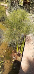 Cyperus papyrus