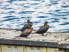 Phalacrocorax sulcirostris