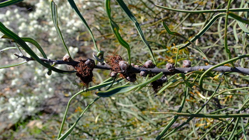 Hakea pycnoneura, photograph 3