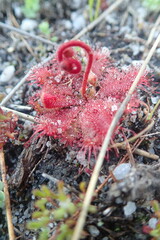 Drosera trinervia