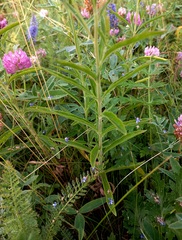 Veronica spuria