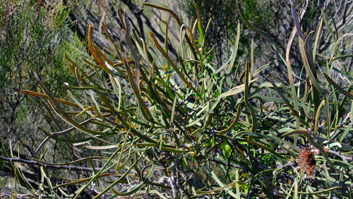 Hakea pycnoneura, photograph 5