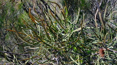 Hakea pycnoneura, photograph (c) Peter Crowcroft, some rights reserved (CC BY)