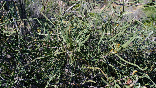 Hakea pycnoneura, photograph 6