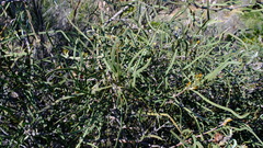 Hakea pycnoneura, photograph (c) Peter Crowcroft, some rights reserved (CC BY)