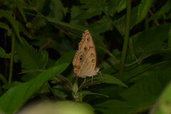 Junonia almana