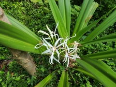 Crinum