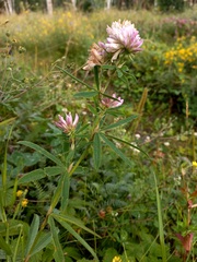 Trifolium lupinaster