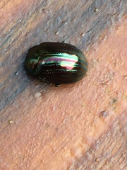 Chrysolina americana