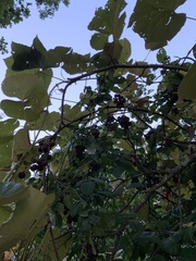 Vitis labrusca