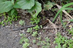 Plestiodon finitimus