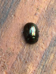 Chrysolina americana