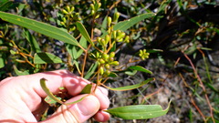 Eucalyptus blaxellii