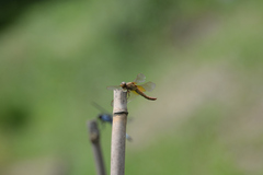 Crocothemis servilia mariannae