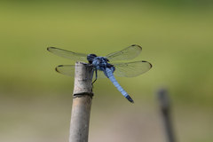 Orthetrum melania melania