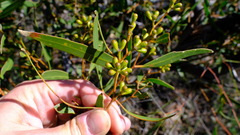 Eucalyptus blaxellii