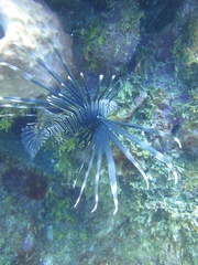 Pterois volitans