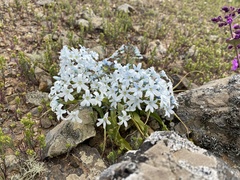 Zephyra compacta