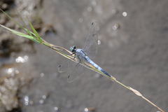 Orthetrum albistylum speciosum