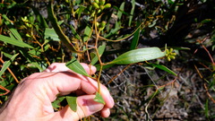 Eucalyptus blaxellii
