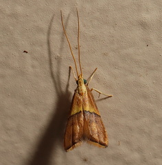 Crocanthes prasinopis