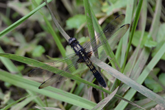 Orthetrum melania melania