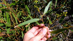 Eucalyptus blaxellii