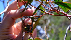 Eucalyptus blaxellii
