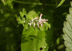 Fumaria densiflora
