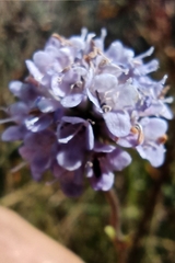Dipsacoideae