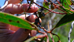 Eucalyptus blaxellii