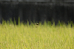 Anax parthenope julius