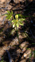 Thelymitra antennifera