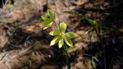 Thelymitra antennifera