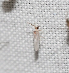 Coniopterygidae