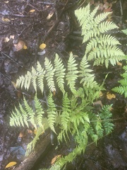 Dryopteris expansa