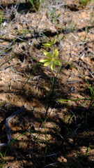 Thelymitra antennifera
