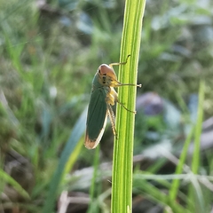 Cicadella viridis