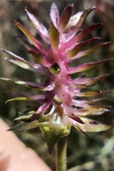 Dipsacoideae