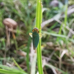 Cicadella viridis