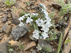 Zephyra compacta