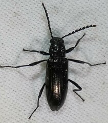 Oploptera simplicicolle