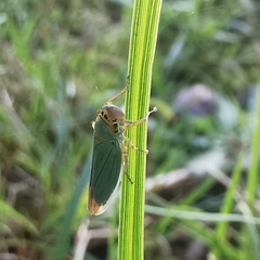 Cicadella viridis
