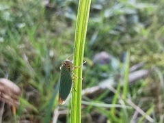 Cicadella viridis