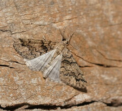 Lipogya exprimataria